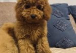 Toj pudla (Toy Poodle)