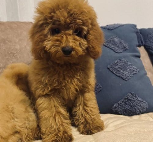 Toj pudla (Toy Poodle)