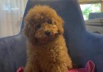 Toj pudla (Toy Poodle)