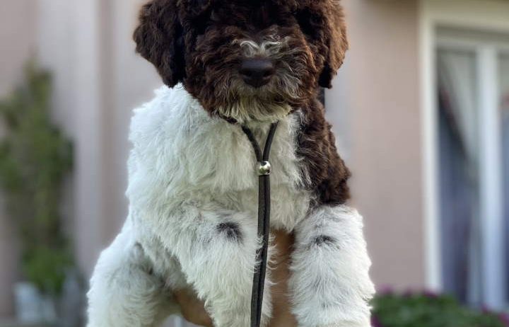 Na prodaju novo leglo LAGOTTO ROMANGOLO