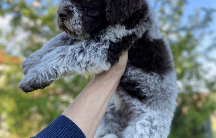 Na prodaju novo leglo LAGOTTO ROMANGOLO