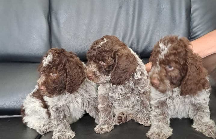 Na prodaju novo leglo LAGOTTO ROMANGOLO