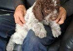 Na prodaju novo leglo LAGOTTO ROMANGOLO