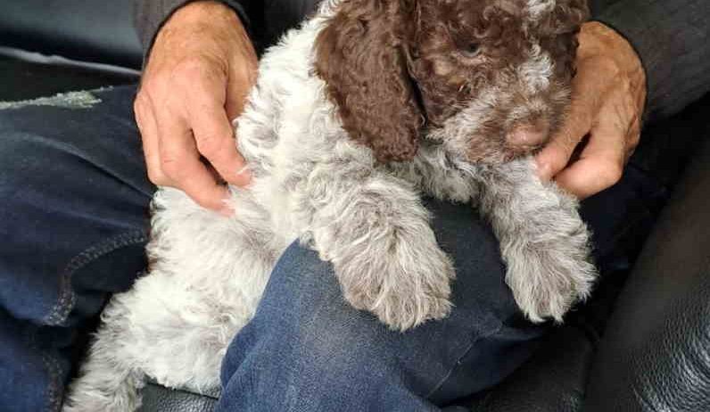 Na prodaju novo leglo LAGOTTO ROMANGOLO