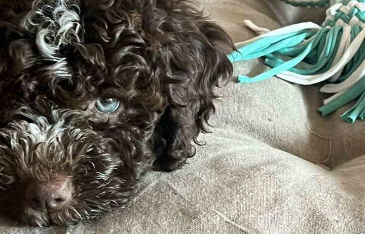 Na prodaju novo leglo LAGOTTO ROMANGOLO