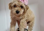 Preslatke bebice MALTIPOO