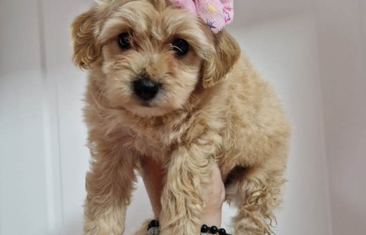 Preslatke bebice MALTIPOO