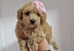 Preslatke bebice MALTIPOO