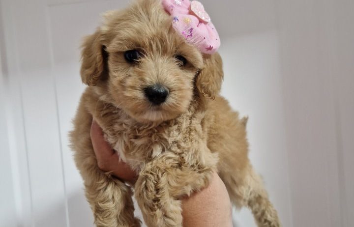 Preslatke bebice MALTIPOO