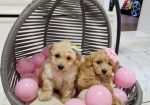 Preslatke bebice MALTIPOO