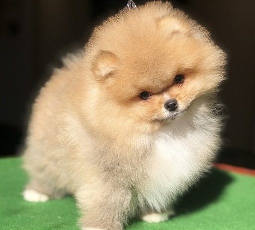 Pomeranci,Pomeranian,Boo štenci