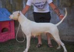 Dogo Argentino zenka