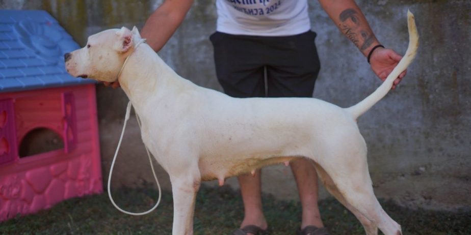 Dogo Argentino zenka