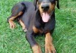 Doberman, štenci