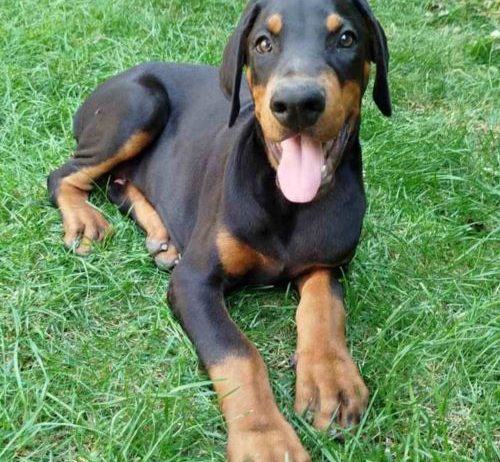 Doberman, štenci