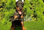 Doberman štenci