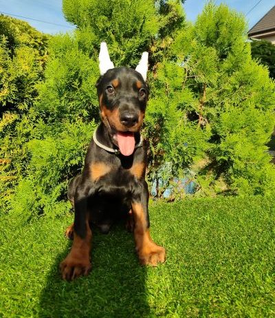 Doberman štenci