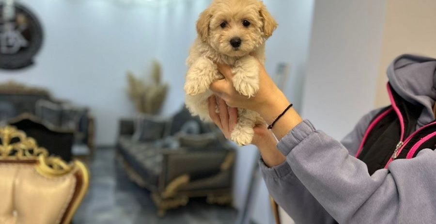 Maltipoo vrhunske genetike