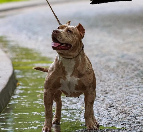 AMERICAN BULLY Xl