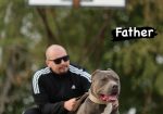 AMERICAN BULLY Xl