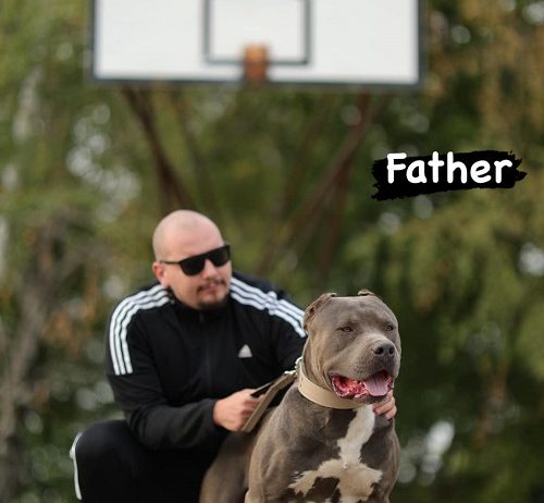 AMERICAN BULLY Xl