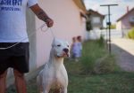 Dogo Argentino zenka