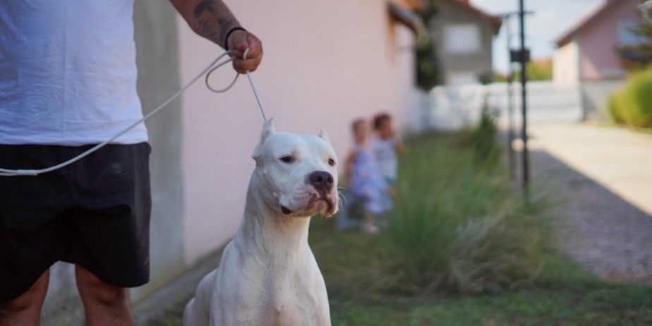 Dogo Argentino zenka