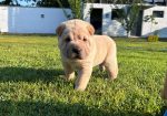 Shar pei – šar pej stenci