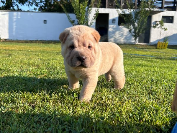 Shar pei – šar pej stenci