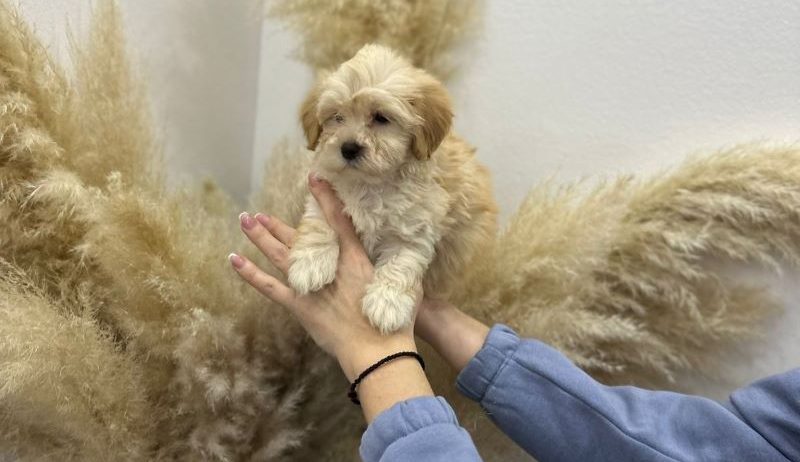 Maltipoo stenci