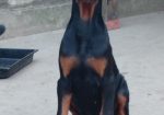 Doberman, štenci