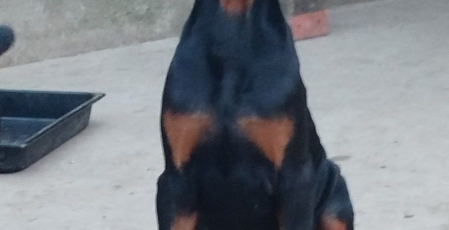 Doberman, štenci