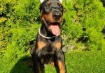 Doberman štenci