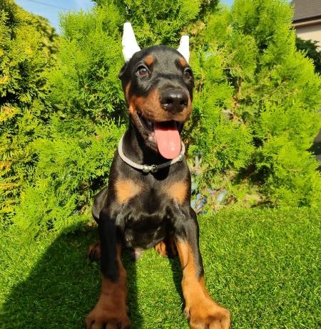 Doberman štenci