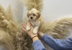 Maltipoo vrhunske genetike