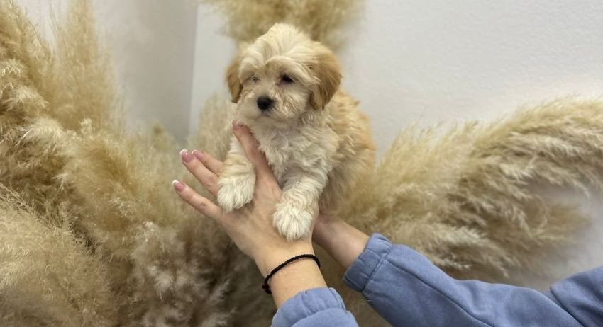 Maltipoo vrhunske genetike