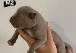 AMERICAN BULLY Xl