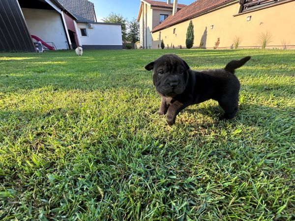 Shar pei – šar pej stenci