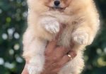 Pomeranci,Pomeranian,Boo štenci