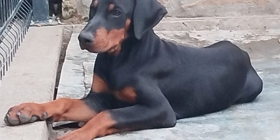 Doberman, štenci