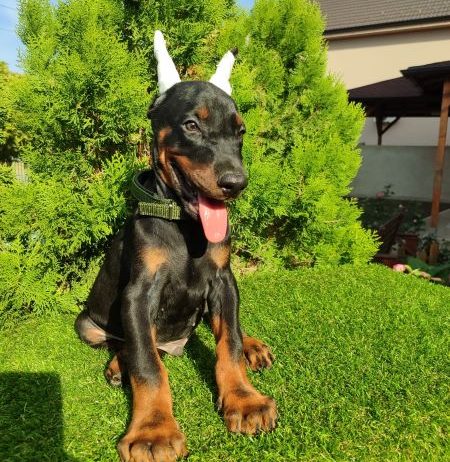 Doberman štenci