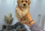 Maltipoo vrhunske genetike