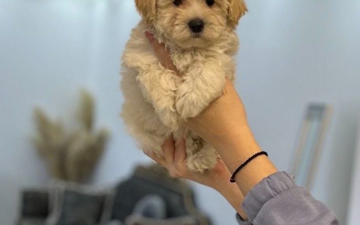 Maltipoo vrhunske genetike