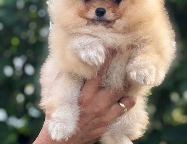 Pomeranci,Pomeranian,Boo štenci