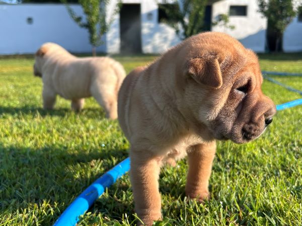 Shar pei – šar pej stenci