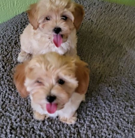 Mini Maltipoo štenci