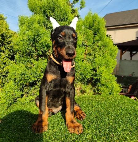 Doberman štenci