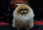 Pomeranci,Pomeranian,Boo štenci