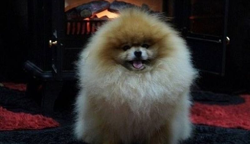 Pomeranci,Pomeranian,Boo štenci