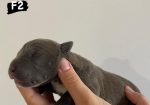 AMERICAN BULLY Xl